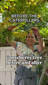 Our gooseberry tree had trouble this year with caterpillars but it’s all pruned and ready to grow back! #nature #gooseberry #gardening #garden #prune #catepillar #positvevibes | Judy Bao Garden