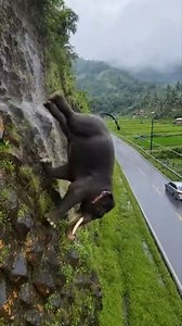 My heart dropped watching this gentle giant fall. #fblifestyle #elephant #rescue #thailand #reels | Spillvibes