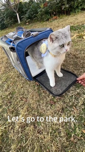 This cat carrier’s a game-changer—my kitty’s chill, I’ve got storage, and we hit the park every sunny day! #petsoftiktok #petcarrierbag #travel #petslover