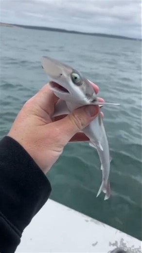 Small to Big Animal Transformation..!!