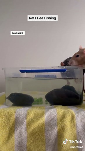 How to Set Up Pea Fishing for Rats: A Fun Enrichment Activity!