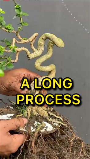 A LONG PROCESS FOR BEAUTIFUL RESULTS