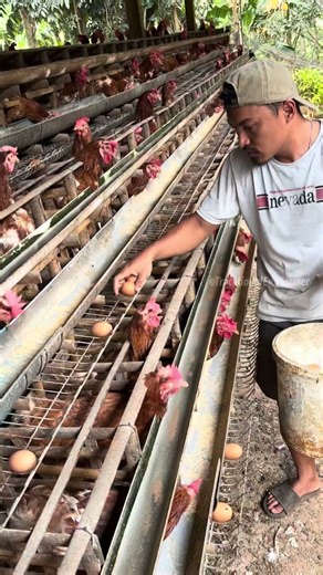 Real Egg Farming in the Countryside