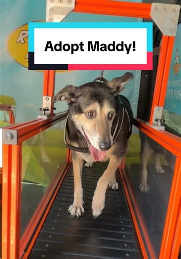 We love watching our shelter animals transform! We can’t wait till Maddy can fully bloom in a loving home🩷 Maddy is 7 1/2 years old and with us in Dripping Springs, TX. This sweet senior lady was dealt a rough go but she has had a soft landing with Paws & is loving all the attention spending her days behind the office desk. She'll be best being your only pet & would make an excellent companion to keep you company. Her only requirement is a healthy diet & her daily thyroid medicine.💘 #dogsoftik