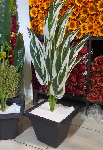 Canna Lily Installation for Indoor Plant Decor