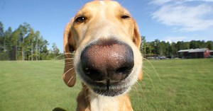 Take Your Dog to Work Day: Top companies that allow dogs