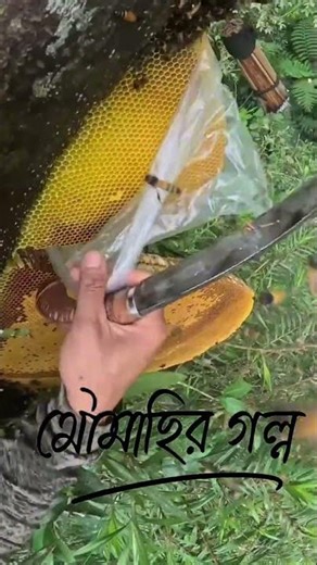 🐝 Bees and Honey 🐝bees and honey ASMR, honey ASMR, honey sounds, bees buzzing, nature ASMR,