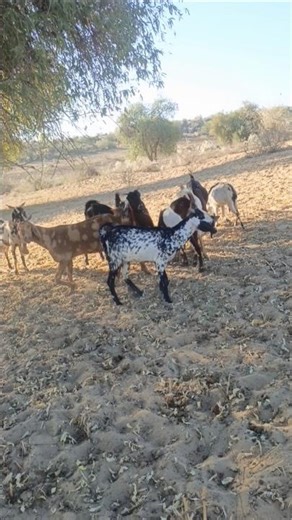 🌿🐐 Very beautiful goats are grazing in the pasture 🐐✨