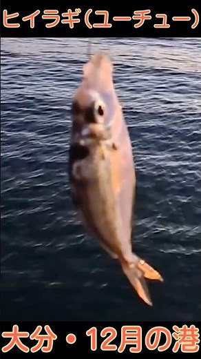 【ちょび釣り】大分の港にいる冬の魚｜ヒイラギ（ユーチュー）って知ってる？