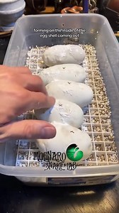 Hatching Pied Ball Pythons! Don't miss the part 2! #reels #animals #snake #reptiles | The Molinaro Snake Lab