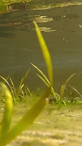 17K views · 1.4K reactions | Learn more about the elusive Irwin’s turtle with Robert Irwin We’re proud to be the first zoological facility to hatch this species, ensuring they’re on the planet for generations to come #ReptileAwarenessDay | Australia Zoo | Facebook