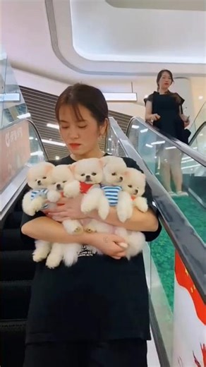 Little Cute #Dogs and Pets Compilation | #Funny and Adorable #Puppy Moments You Can't Miss