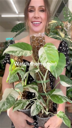 What’s better than a Monstera albo on a moss pole? TWO Monstera albos on moss poles! Fun fact: when Monsteras have something to climb, their aerial roots latch onto the moist substrate and the plant shifts energy into vertical growth. That’s when you see those bigger, more dramatic fenestrations, because the plant thinks they’ve reached more light! So basically, I built them a gym. 💪🏼🌿Who else utilizes moss poles for their climbing plants??#plants #houseplants #albo #monstera #planttips | Roo