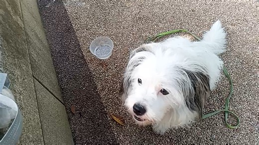 帕恰狗狗嗨皮：开始学飞镖衔回啦