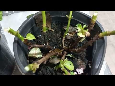 22 МАРТ ГУЛЛАР ОЛДИМ🪷🏵🌹🥀🌺🪷🏵🌹🥀🌺⚘️🌱🪴🌲🪻🌷⚘️🌱🪴🌲🌺🌹🪷