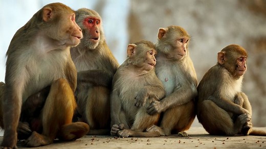 Dangerous Bacteria Mysteriously Escapes From Louisiana Monkey Lab