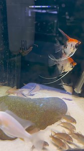 Check out these adult sized super red devil koi angelfish Link below 👇 👇👇👇👇 https://allfish2u.au/german-red-devil-koi-angelfish-adults-7-9cm/ Only 4 left | Allfish2u