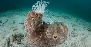 Sea Cucumbers Defend Themselves by Spilling Their Guts—Literally