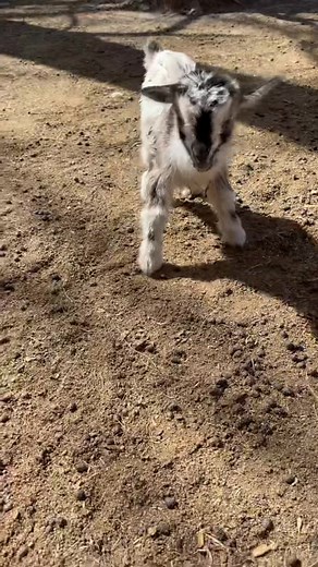 Came out to two more babies this morning! These are Emmylous aunts! ❤️