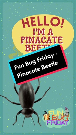 Discover the Fascinating Pinacate Beetle with Insect Lore