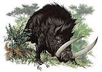 Calydonian Boar