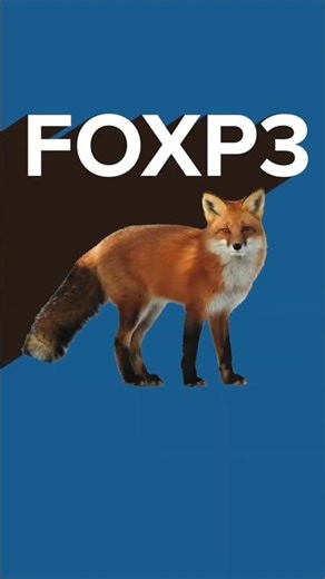 FOXP3