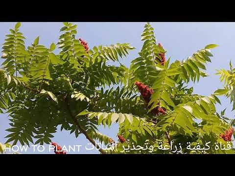 كل ماتريد معرفتة عن شجرة السماق من الأضاءه وتسميد وري و أكثار بفديو قصير Sumac Tree