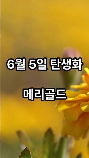 The Story of the Birth Flower for June 5th #Marigold #BirthdayFlower #PrettyFlower #BirthFlower