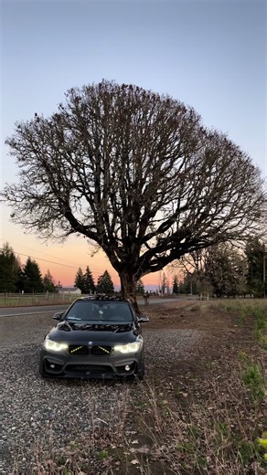 Beautiful Nature Vibes: A Majestic Tree