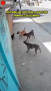 ¡IMPACTANTE! 🚨 Mira cómo este Rottweiler pretege a un gatito de perros callejeros | Soy Chuz