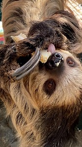 National Zoo announces the death of beloved sloth named Athena