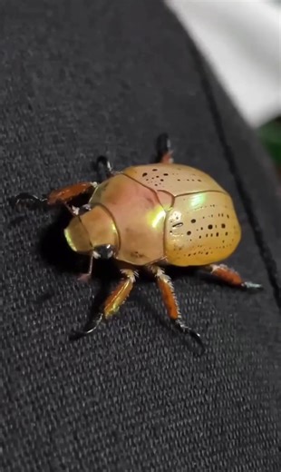 2K views · 258 reactions | With over 200 000 interactions with the...