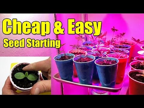 Cheap & Easy Seed Starting Pots Using Plastic Cups
