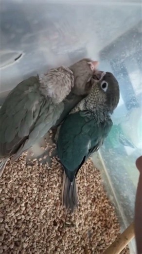 Conure thought its sibling was scratching it but turns out it was me! 🪽😉🐣 #conure #birds #cute