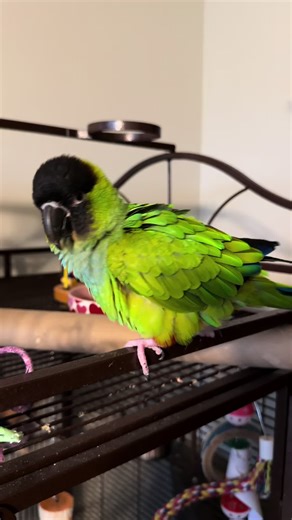 lily just does her own thing | lily