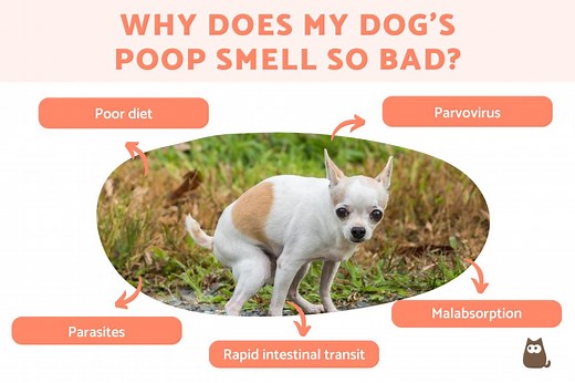 Why Does My Dog's Poop Smell So Bad? - Causes & Treatment