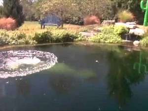 Natural Swimming Pool Pond - Typical - Total Habitat