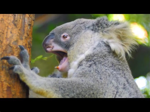 The Unusual Australian Animals