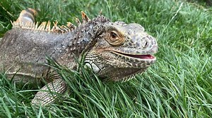 25K views · 1.5K reactions | Green iguana Roxie snacking on some grass. Not only does the 20-year-old gorgeous iguana look cool, but iguanas also help control insect and rodent populations. Green iguanas are among the largest lizards in the Americas! 年 : Assistant Curator, Maureen | Point Defiance Zoo & Aquarium | Facebook