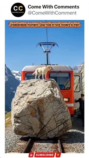 Dog Rolls a rock toward a train🦮🚂