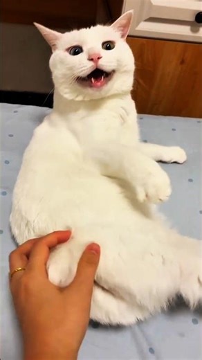 Cat Says Stop Touching Me 🤣