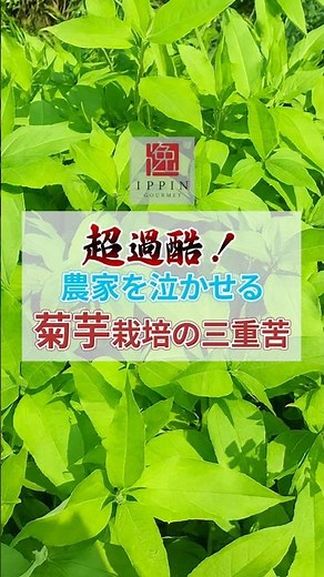 超過酷！農家を泣かせる菊芋栽培の三重苦 #グルメ #トリビア #料理