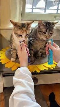 Kittens and churus 🥹🥹