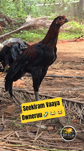 எங்களுக்கும் பசிக்கும்-ல #bitsoflife #gokulamfarms #viral #chicken #farming #funny #pets #comedy