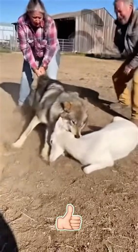 Unfiltered Real Footage: Man Saves Baby Goat From a Wolf in Seconds
