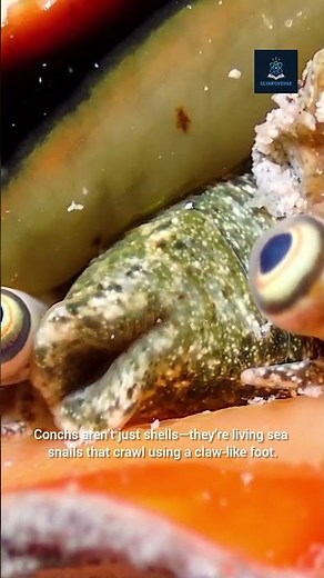 Amazing Facts About Conch 🐚