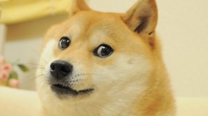 World famous meme dog who inspired Dogecoin dies aged 19