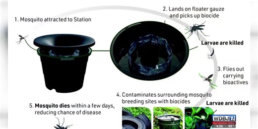 Local wildlife business talks summer creatures