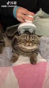 I need this head massage machine for my cat! | Life Story