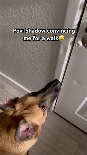 Payapullaiku aasaya paaru😂❤️ #cute #dog #dogcomedy #walking #puppy #love #food #tamil #mindvoice